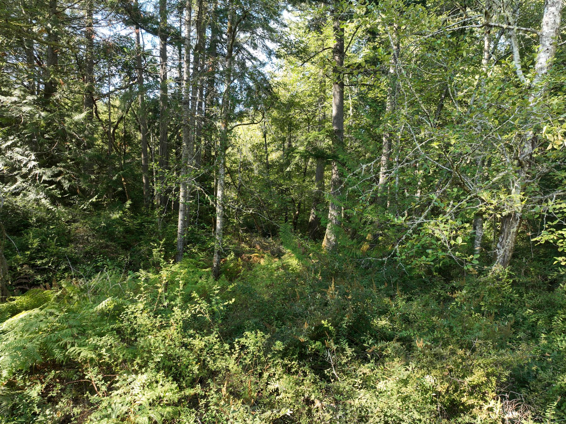 Inside the lot, looking through the trees