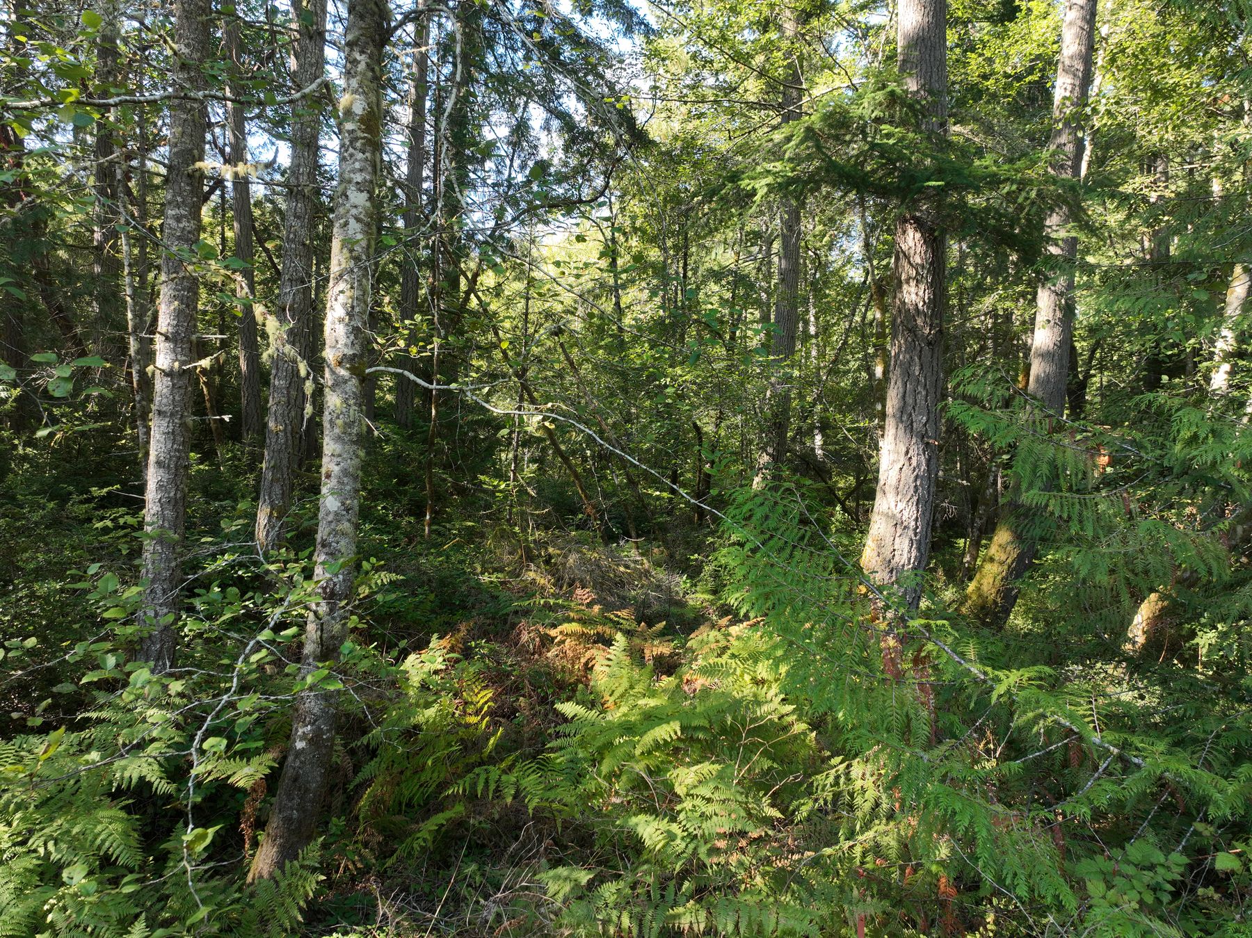 Ground level inside the lot: mature fir, alder and ferns